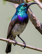 White-bellied Sunbird