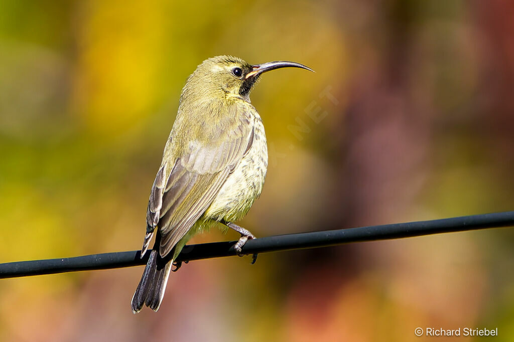 Amethyst Sunbird female adult