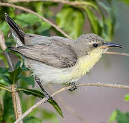 Purple Sunbird