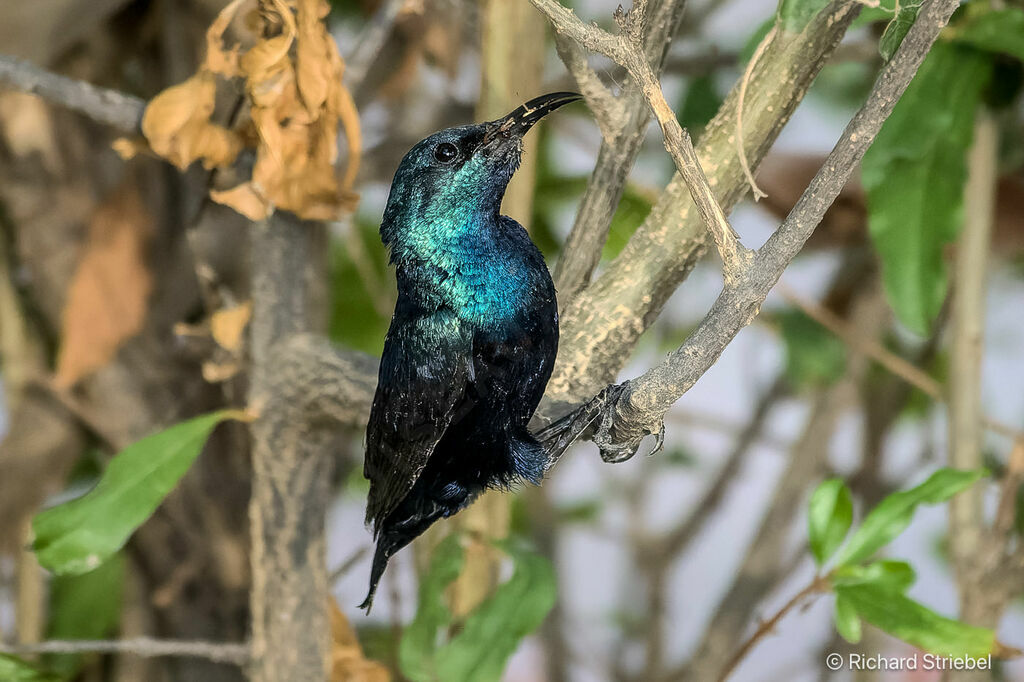 Purple Sunbird male adult