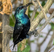 Purple Sunbird
