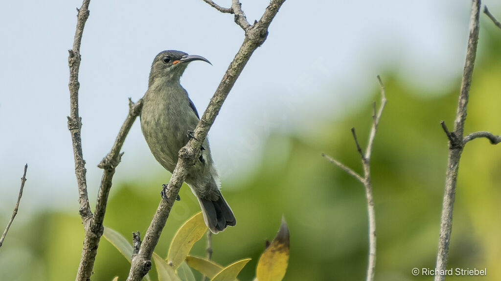 Grey Sunbird