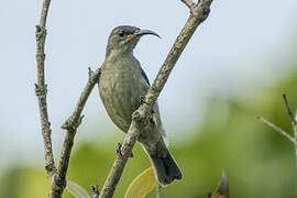 Grey Sunbird