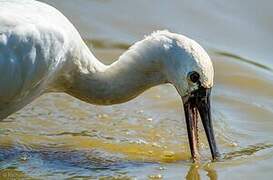 Eurasian Spoonbill