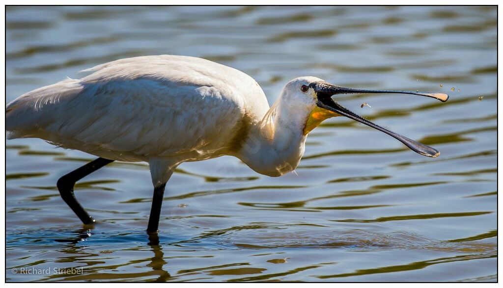 Eurasian Spoonbill, feeding habits