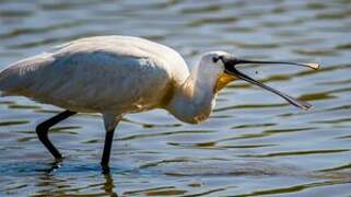 Eurasian Spoonbill