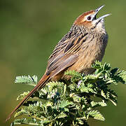 Cape Grassbird