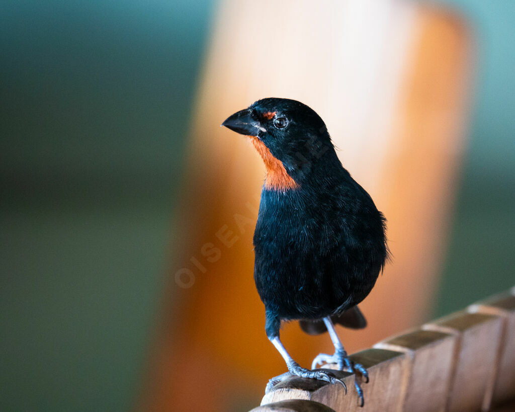 Lesser Antillean Bullfinch male