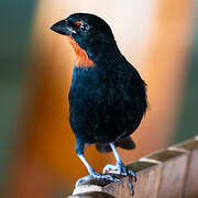 Lesser Antillean Bullfinch