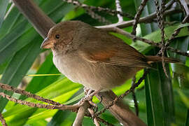 Lesser Antillean Bullfinch