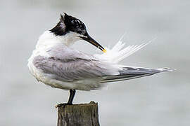 Sandwich Tern