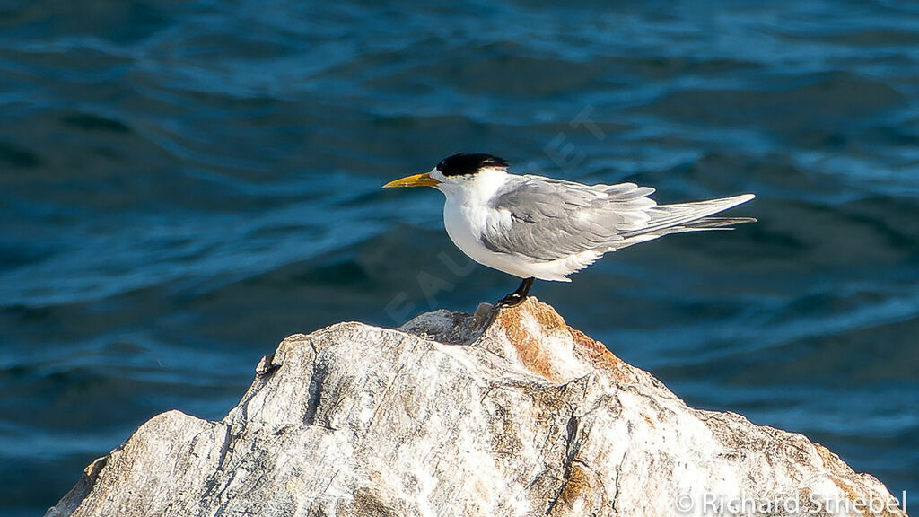 Greater Crested Tern