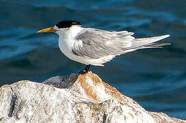 Greater Crested Tern