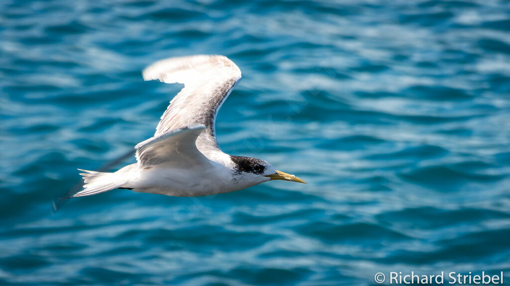 Greater Crested Tern, Flight