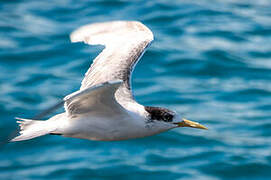 Greater Crested Tern