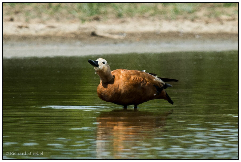 Ruddy Shelduck female adult