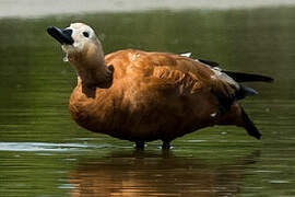 Ruddy Shelduck