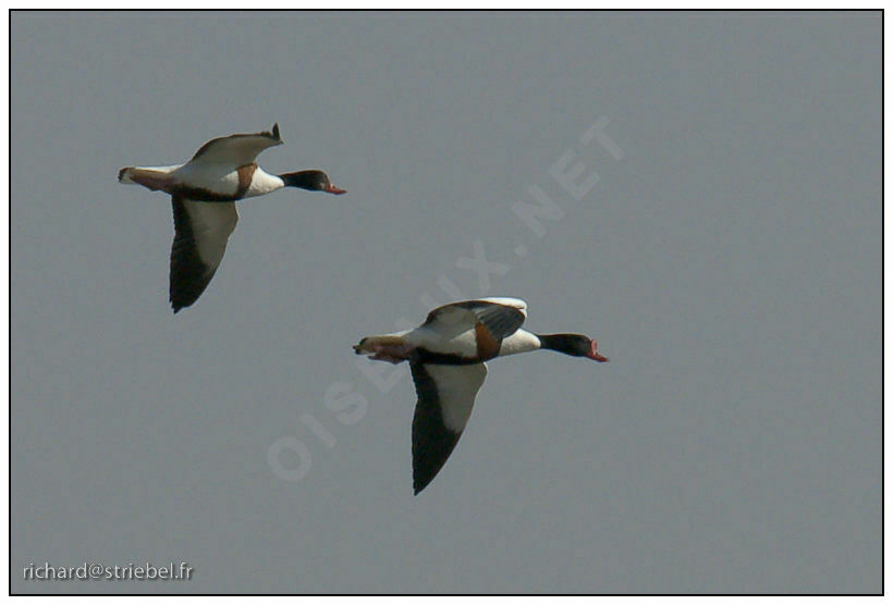 Common Shelduck