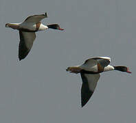 Common Shelduck