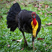 Australian Brushturkey