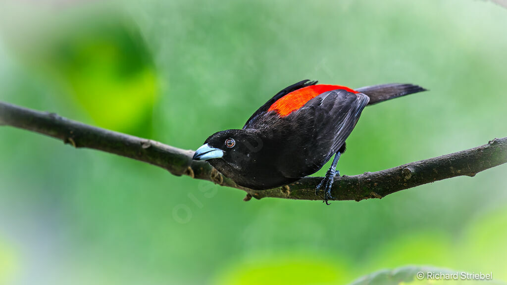 Scarlet-rumped Tanager female