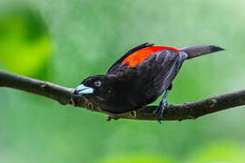 Scarlet-rumped Tanager