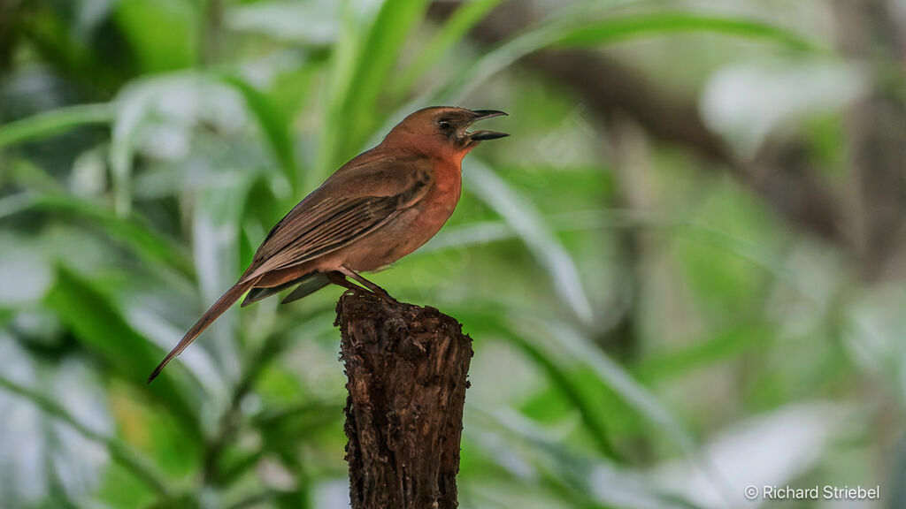 Tangara à gorge rouge