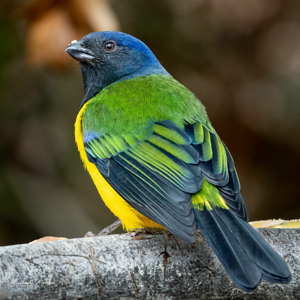 Black-chested Mountain Tanager