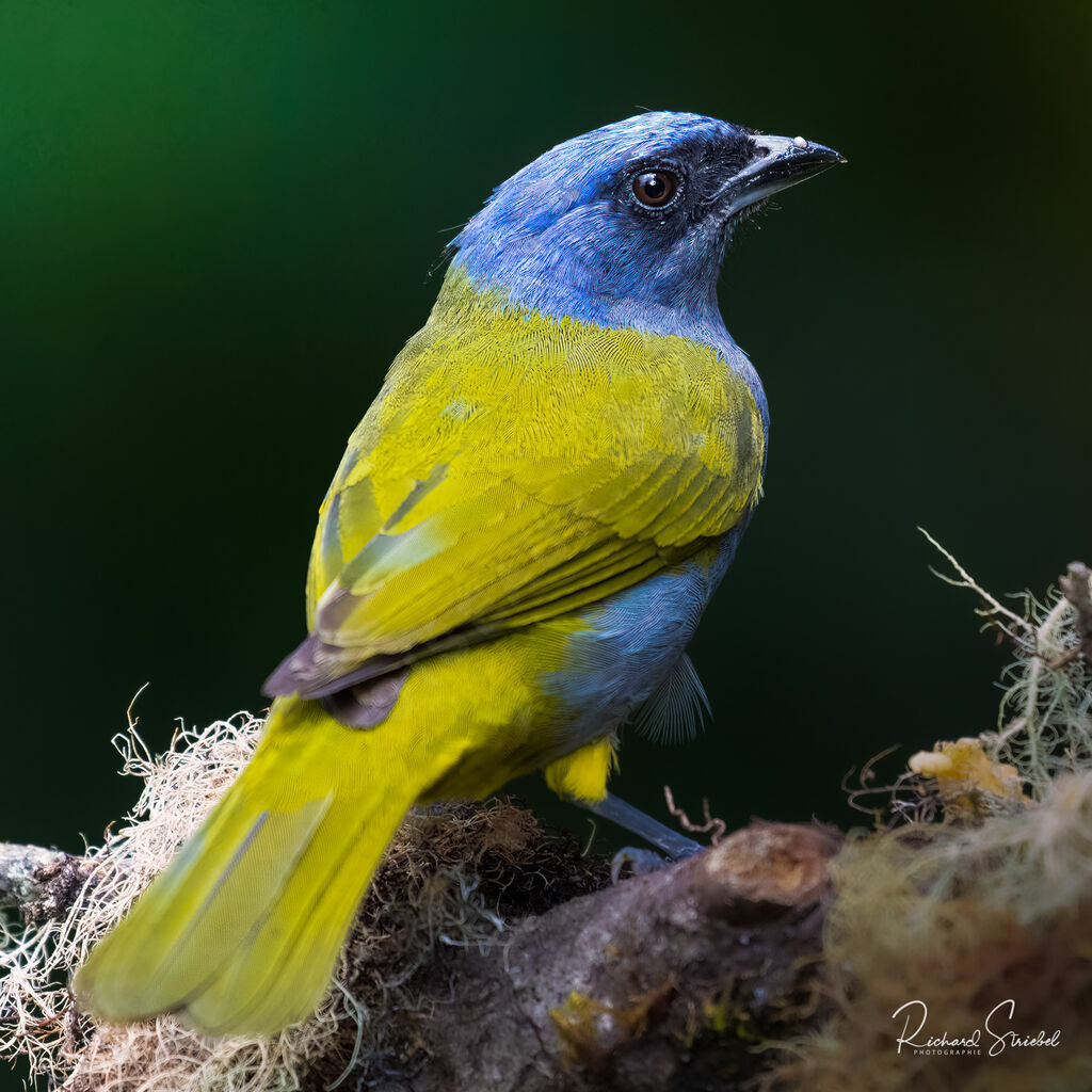 Blue-capped Tanager