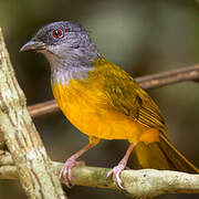 Grey-headed Tanager