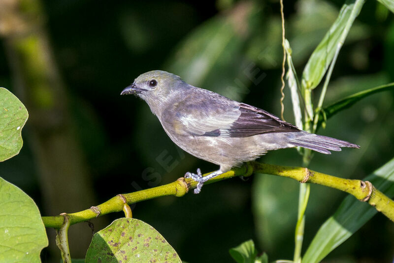 Palm Tanager female
