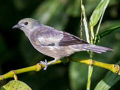 Palm Tanager