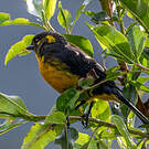 Tangara larmoyant