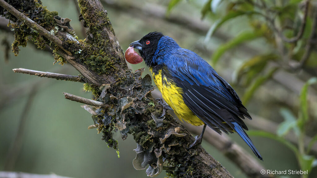 Tangara montagnard, régime, mange