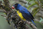 Tangara montagnard
