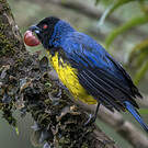 Tangara montagnard