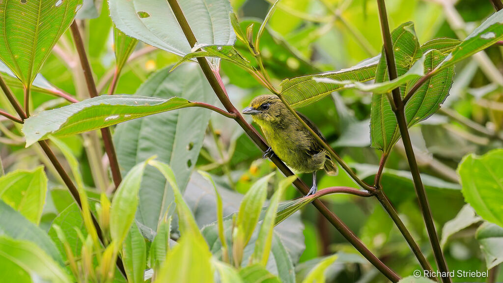 Oleaginous Hemispingus