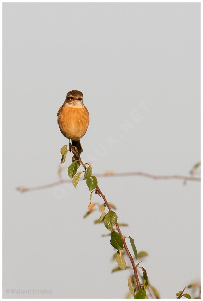 European Stonechat female adult