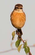 European Stonechat