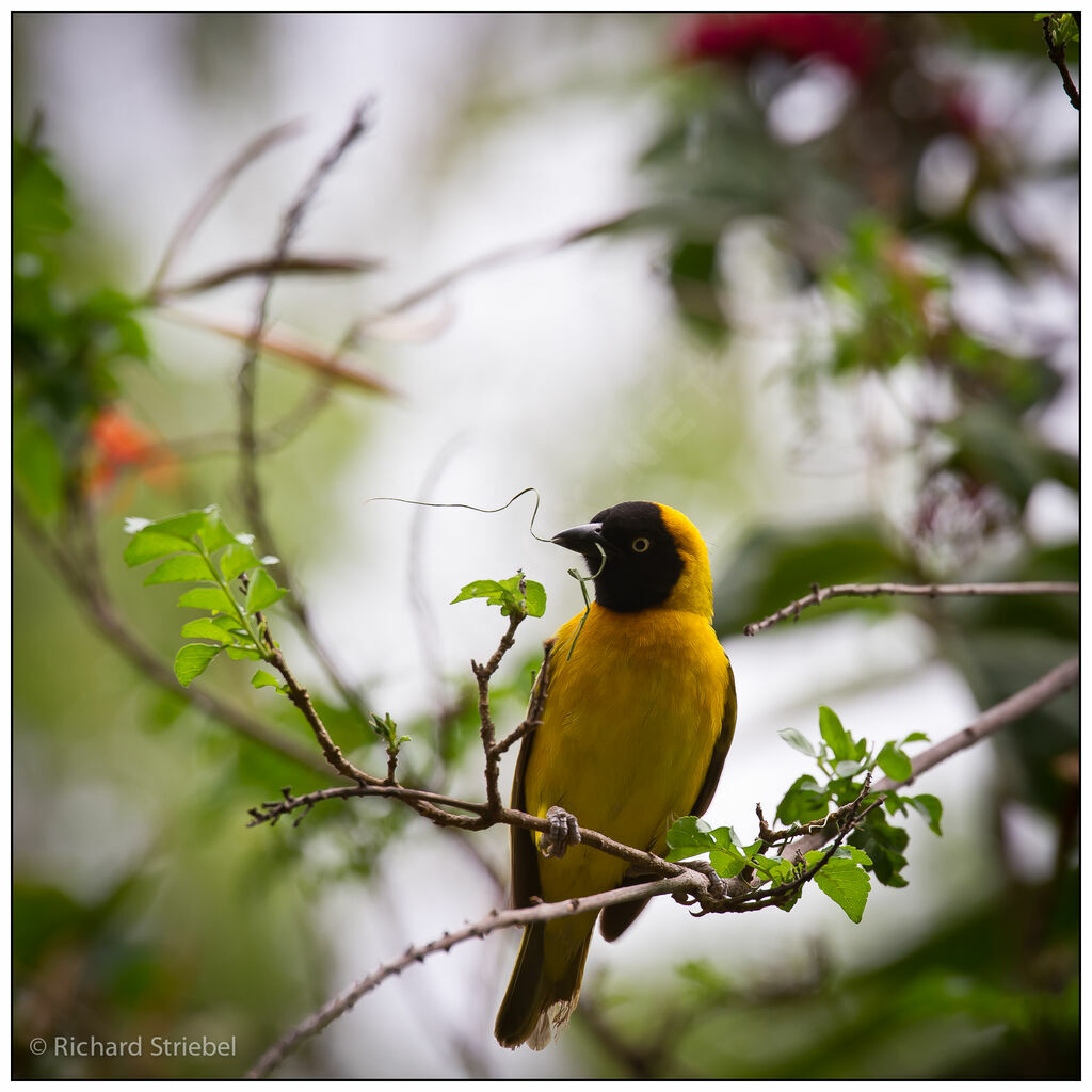 Lesser Masked Weaver male adult