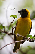 Lesser Masked Weaver