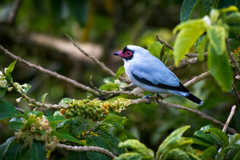 Masked Tityra