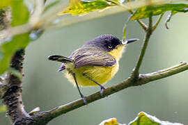 Common Tody-Flycatcher