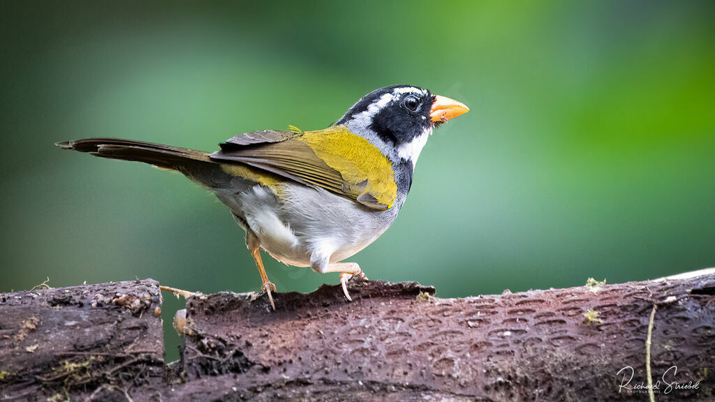 Orange-billed Sparrow