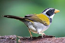 Orange-billed Sparrow