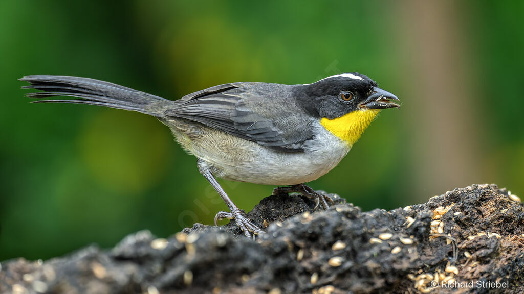 White-naped Brushfinch