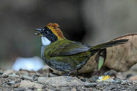 Chestnut-capped Brushfinch