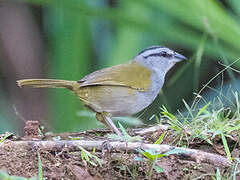 Black-striped Sparrow