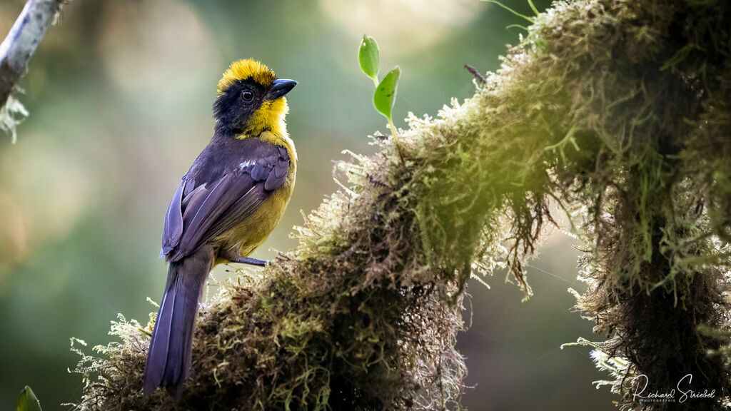 Tricolored Brushfinch