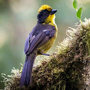 Tricolored Brushfinch